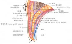 眼睑表面剖析