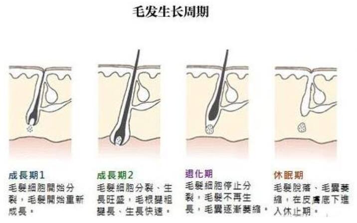 毛发的生长周期