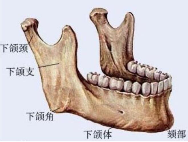 下颌角解剖构造图