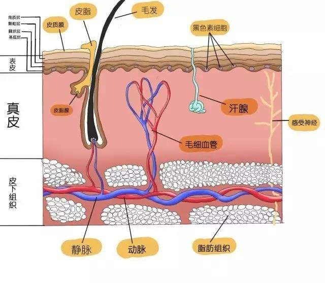 光子调节痤疮需要几次？术后注意事项