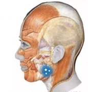 咬肌切除手术风险大么？想瘦脸还得注意这些事……