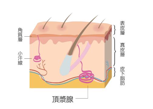 细菌因素