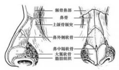 #软骨垫鼻尖#鼻中隔软骨隆鼻塌陷的原因终于找到了